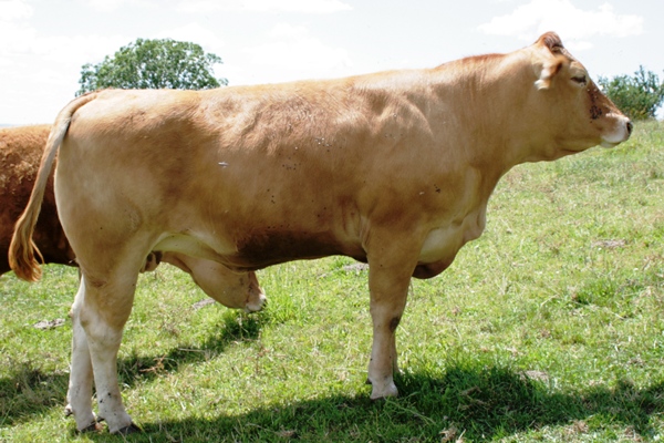 Photo de la vache