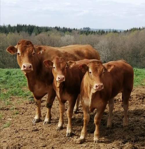 Photo de la vache