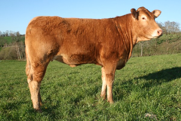 Photo de la vache