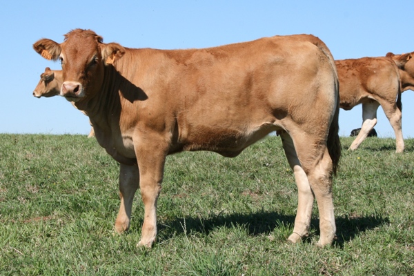 Photo de la vache