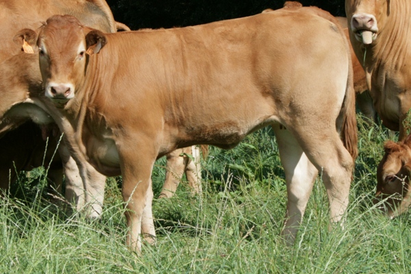 Photo de la vache