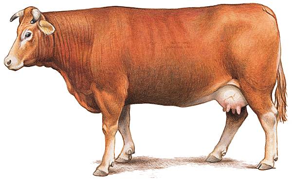 Photo de la vache