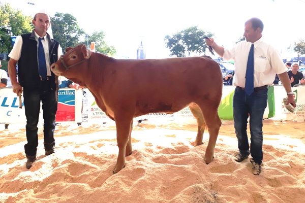 Photo de la vache