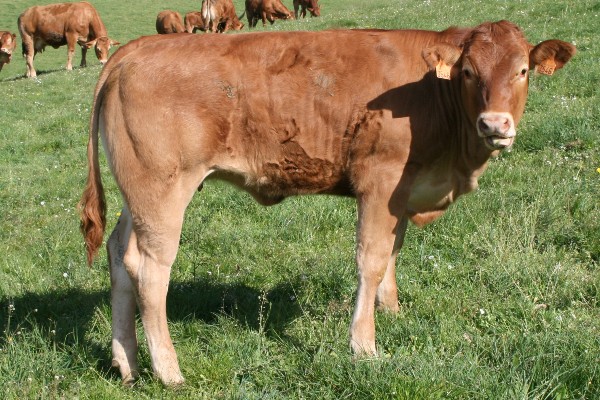 Photo de la vache