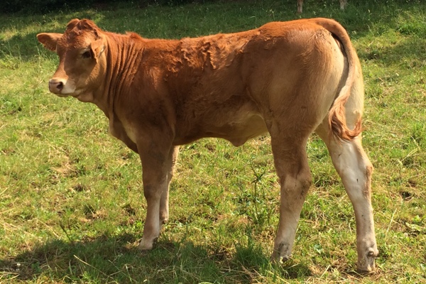 Photo de la vache