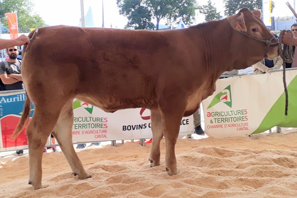 Photo de la vache