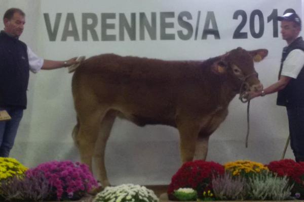 Photo de la vache