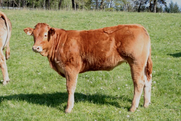 Photo de la vache