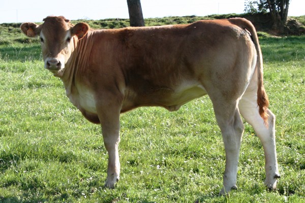 Photo de la vache