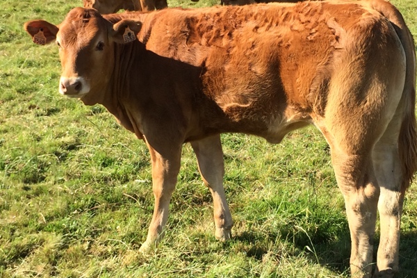 Photo de la vache
