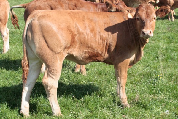 Photo de la vache