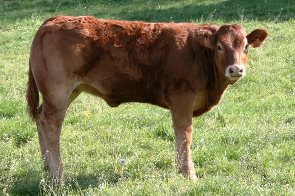 Photo de la vache