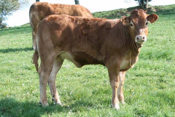Photo de la vache