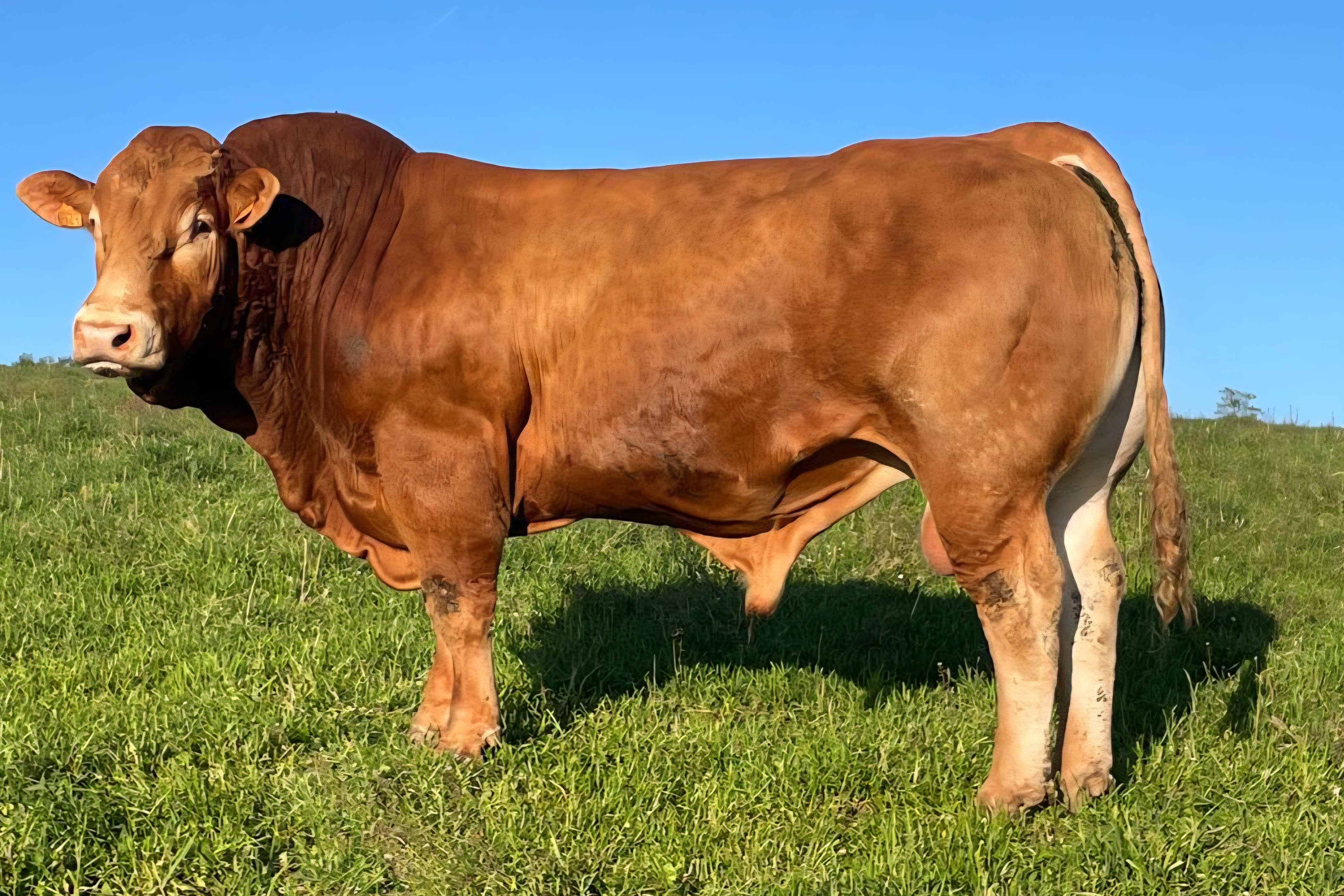 Taureau Sésame