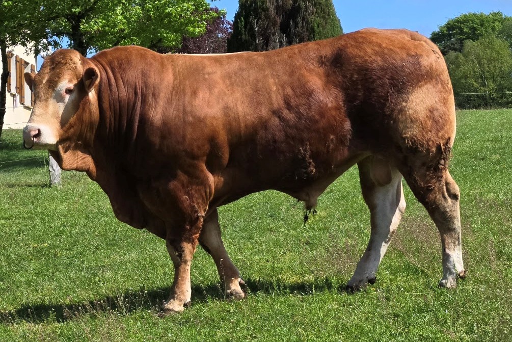 Taureau Ultra