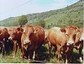 vaches8